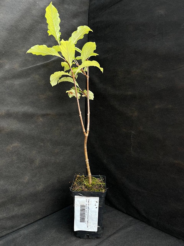 Сирень обыкновенная Гортензия 1 шт Р9